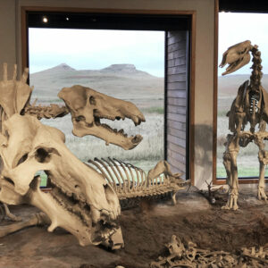 why have so many fossilized animal bones been discovered in nebraska