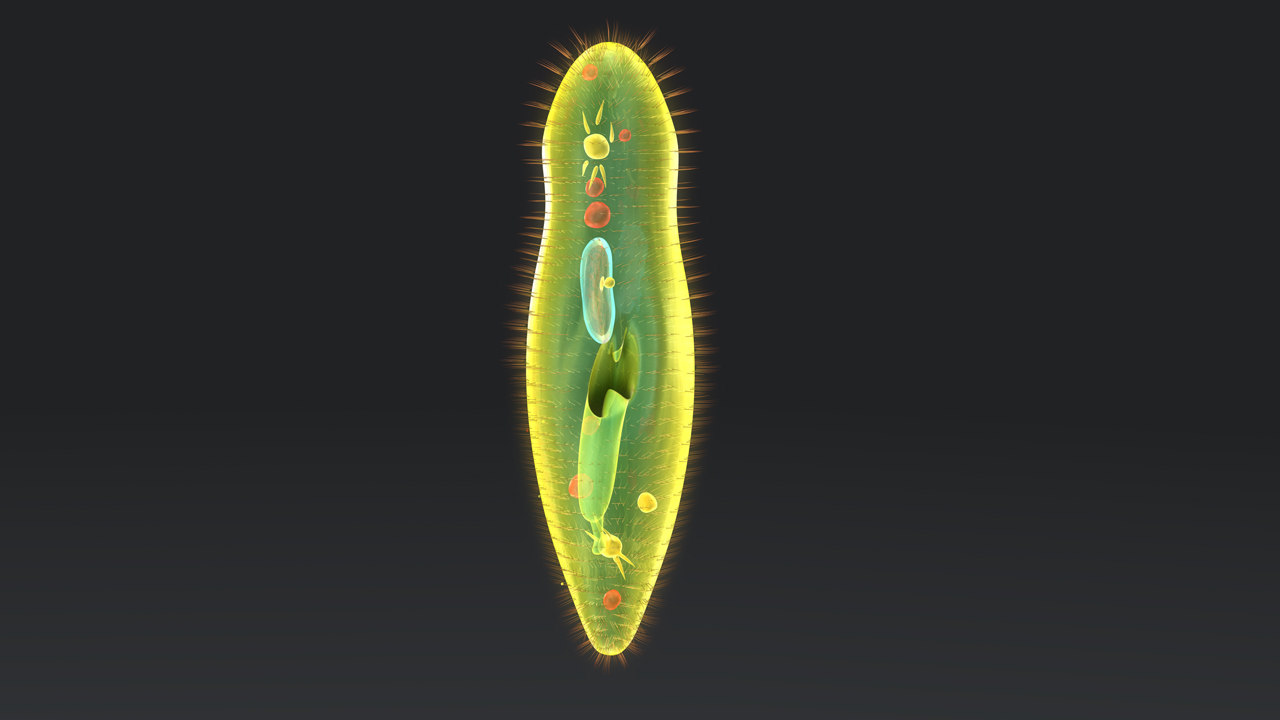 why is the paramecium an animal