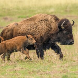why is the return of the buffalo an important symbol to plains indians and when was the inter tribal bison cooperative formed