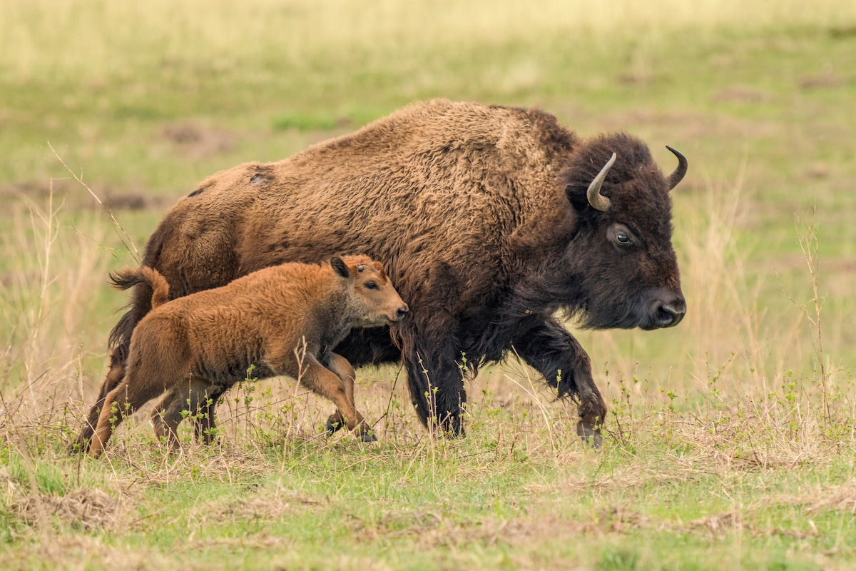 why is the return of the buffalo an important symbol to plains indians and when was the inter tribal bison cooperative formed