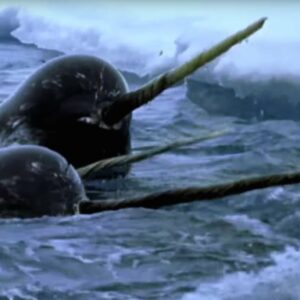 why was the narwhal whale thought to be a unicorn