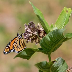 with its small body mass how does a monarch butterfly obtain enough energy to migrate 1800 miles scaled