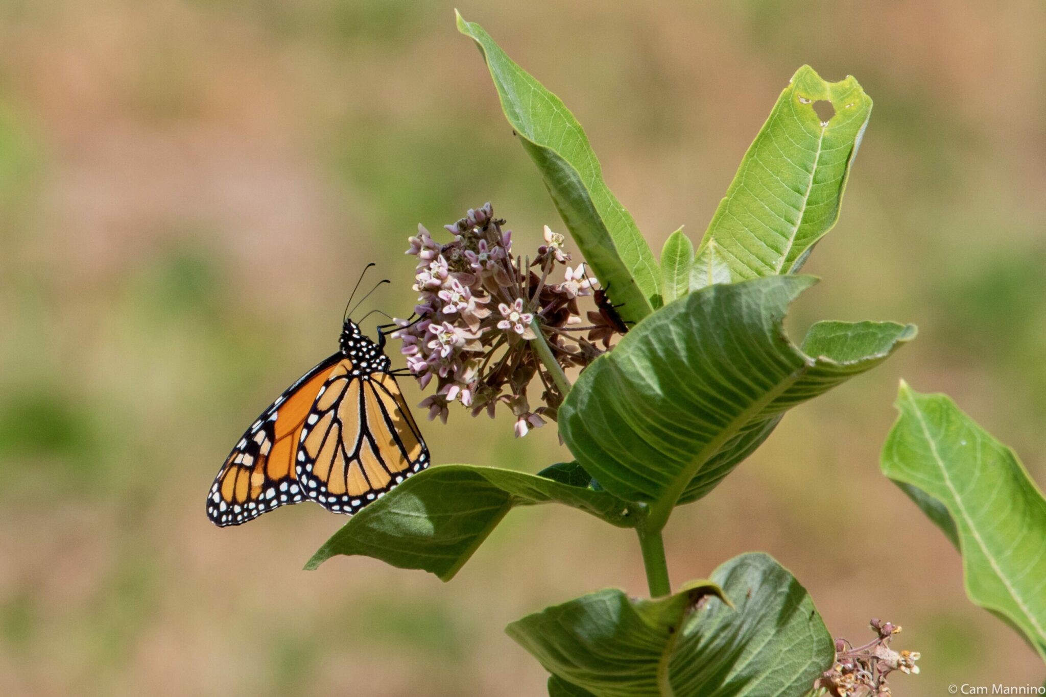 with its small body mass how does a monarch butterfly obtain enough energy to migrate 1800 miles scaled