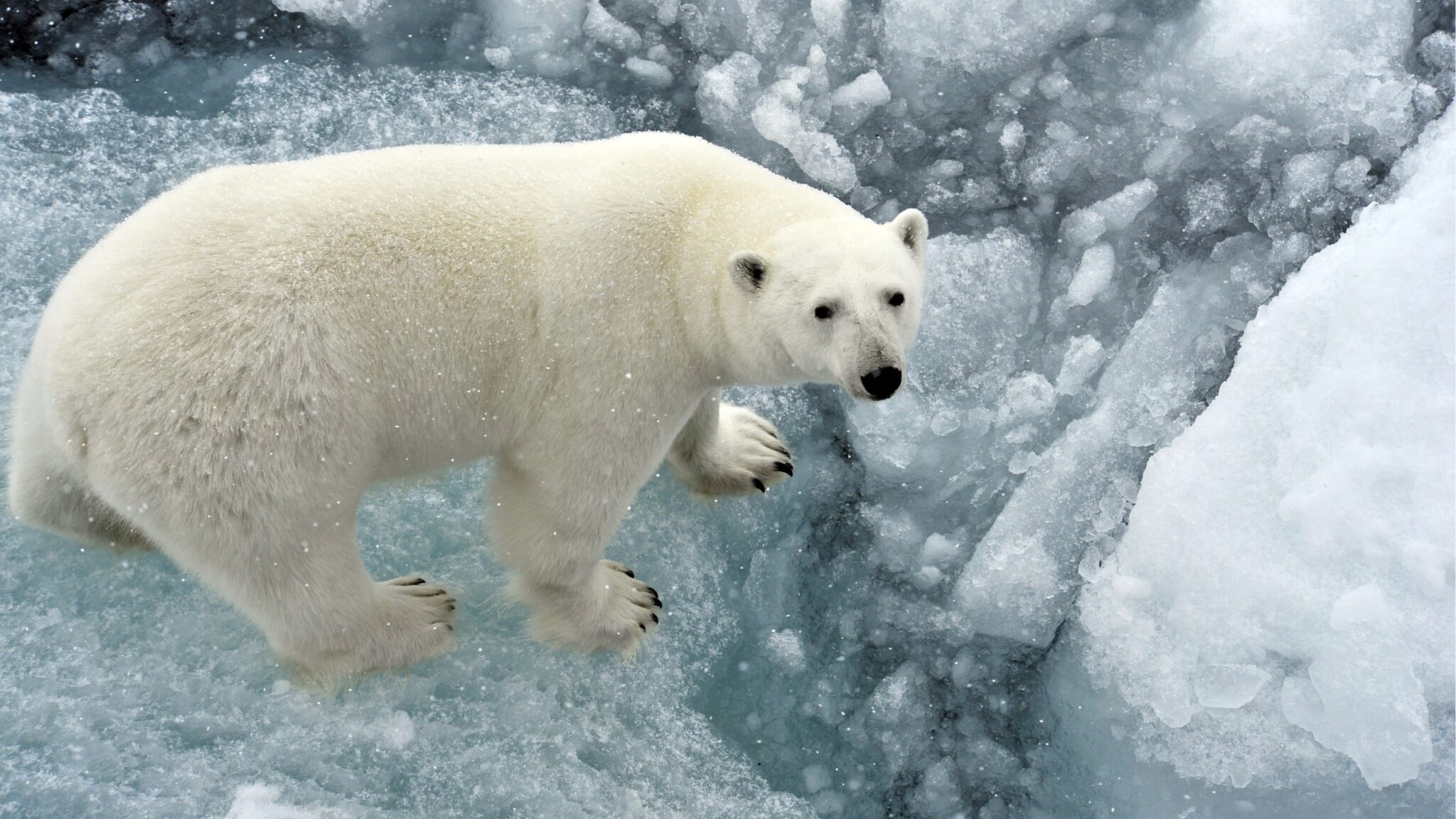 would a polar bear weigh less at the equator than at the south pole