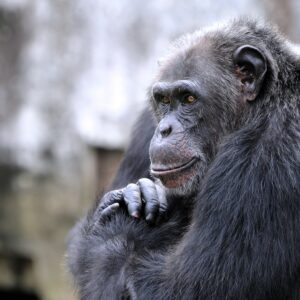 would chimpanzees make good house pets and can they be toilet trained scaled