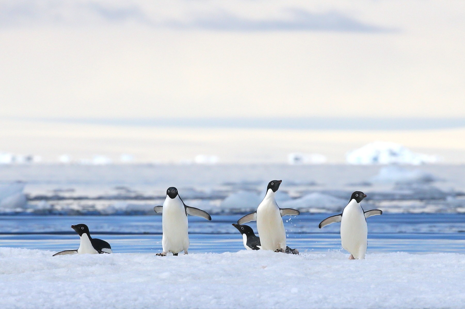 would penguins survive if they were transported from the antarctic to the arctic