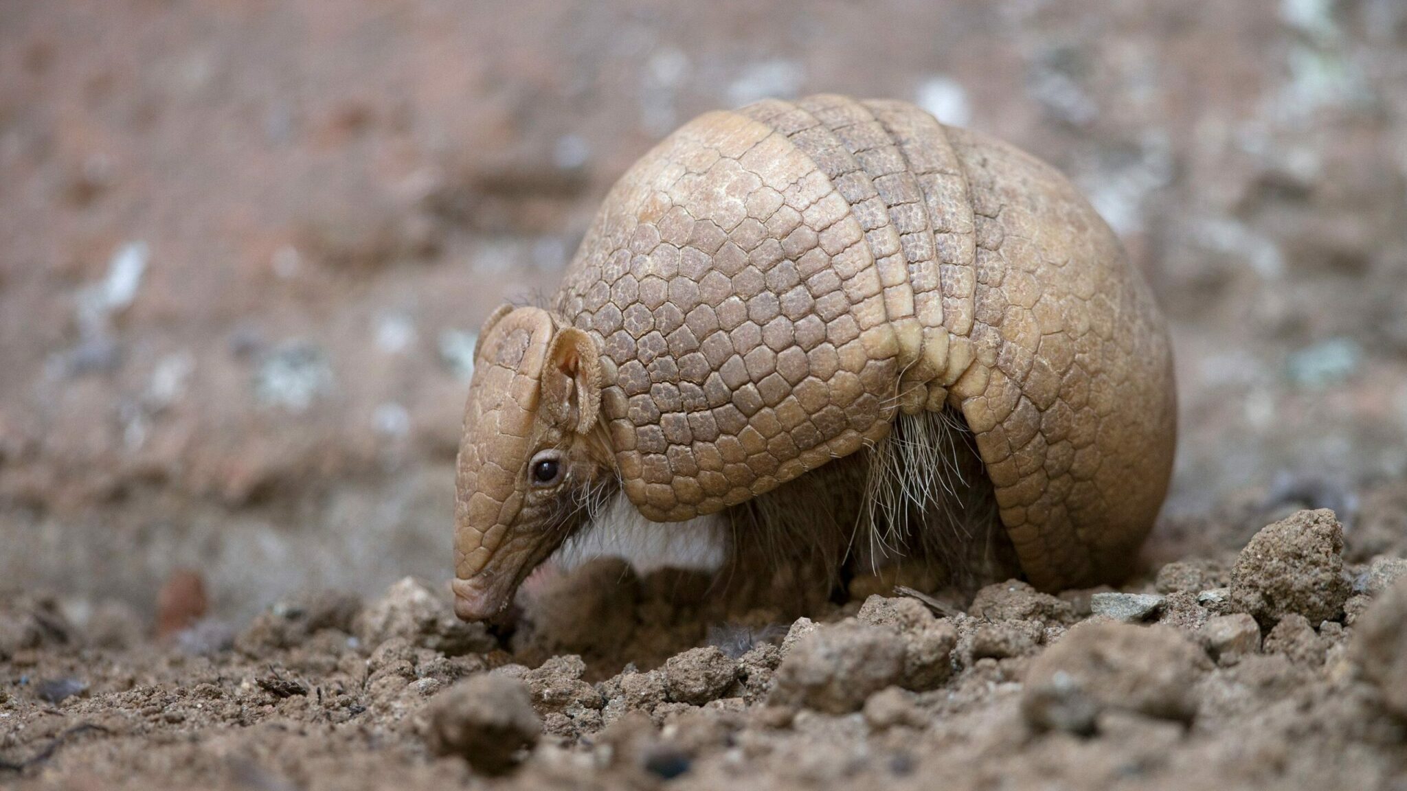 are armadillos poisonous and are armadillo bites painful