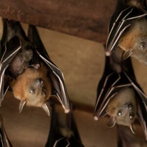 are bats really blind