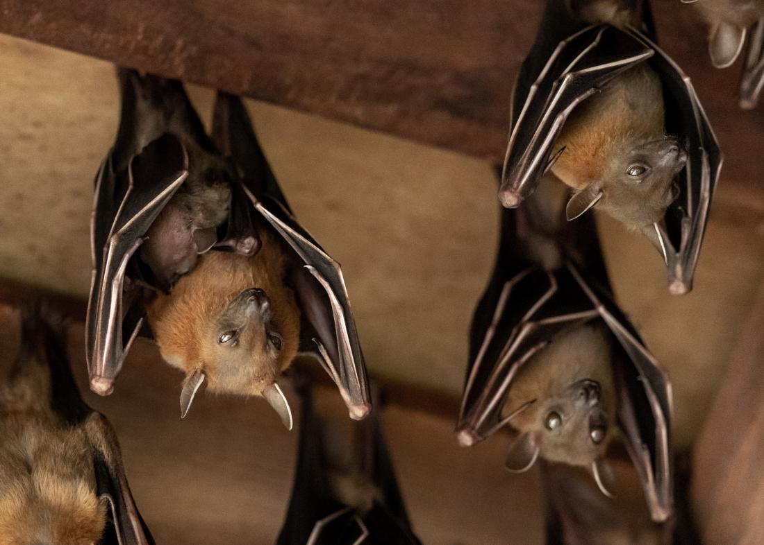 are bats really blind