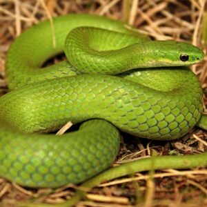 are most snakes poisonous