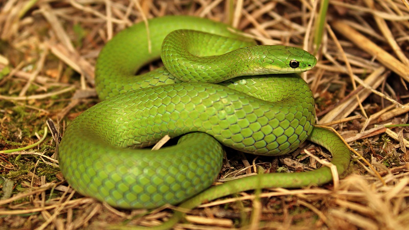 are most snakes poisonous