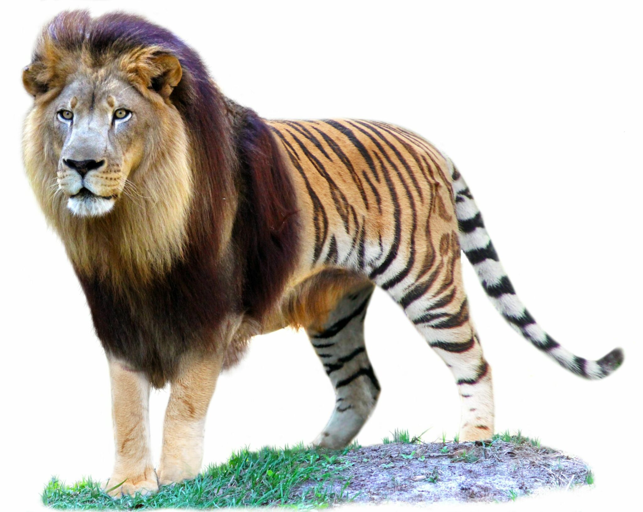 are there really such animals as ligers and tigons