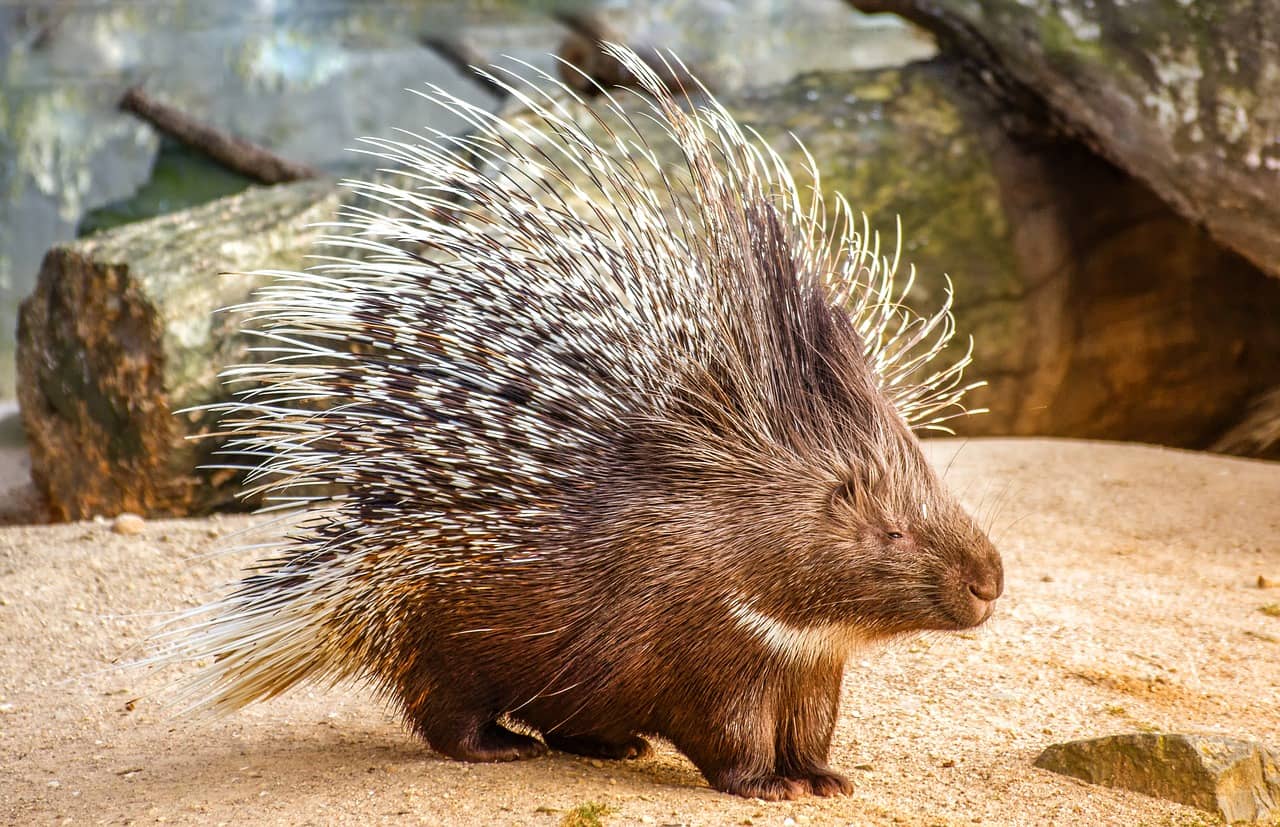 can a porcupine shoot its quills