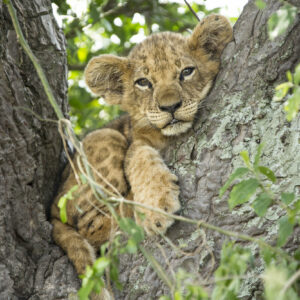 can lions climb trees like domestic cats