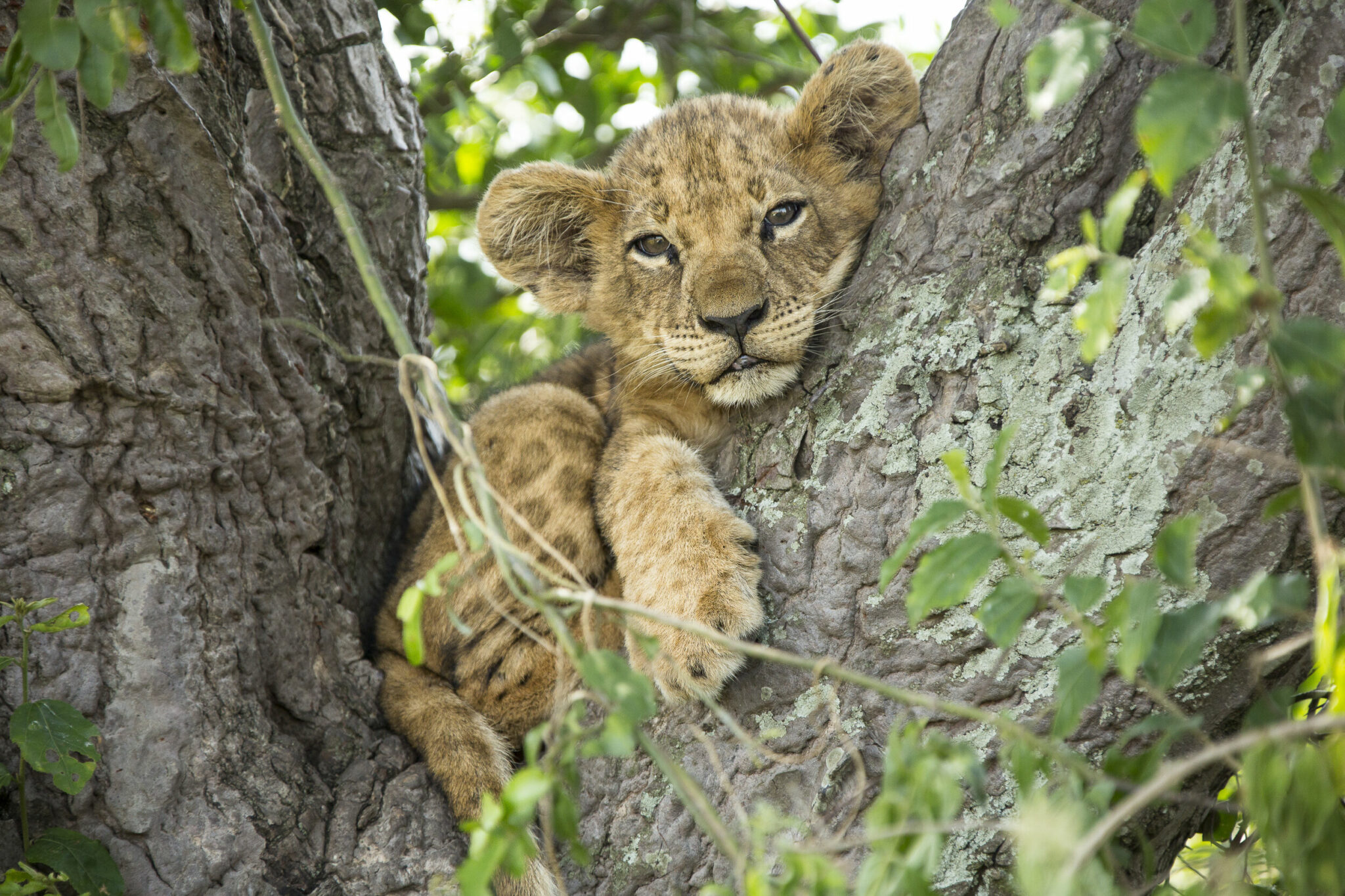 can lions climb trees like domestic cats