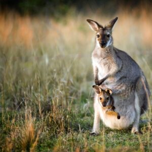 do all kangaroos and marsupials have pouches for babies to live and hide until they are old enough to leave