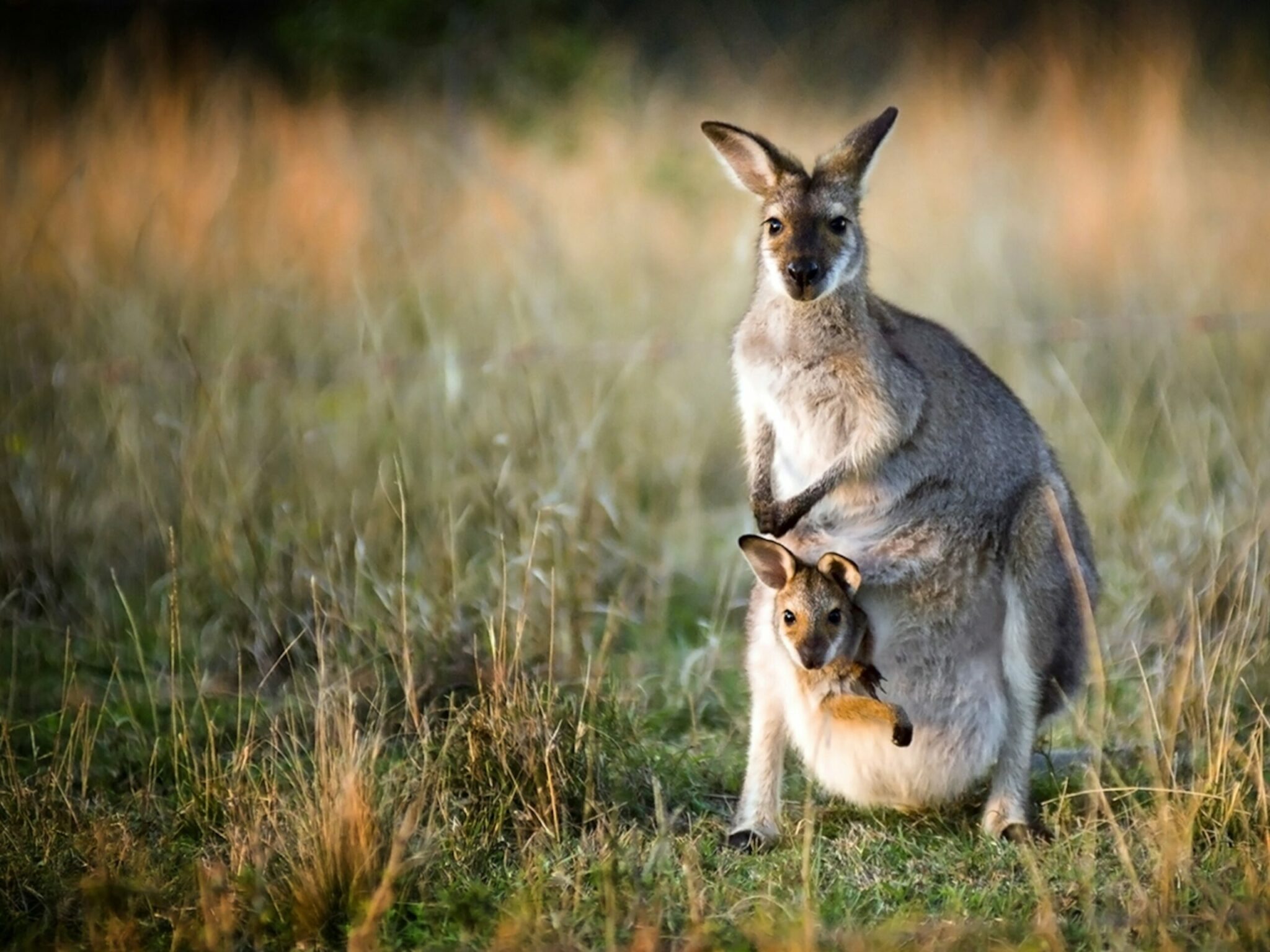 do all kangaroos and marsupials have pouches for babies to live and hide until they are old enough to leave