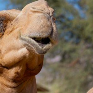 do camels really spit at people when they are threatened or provoked