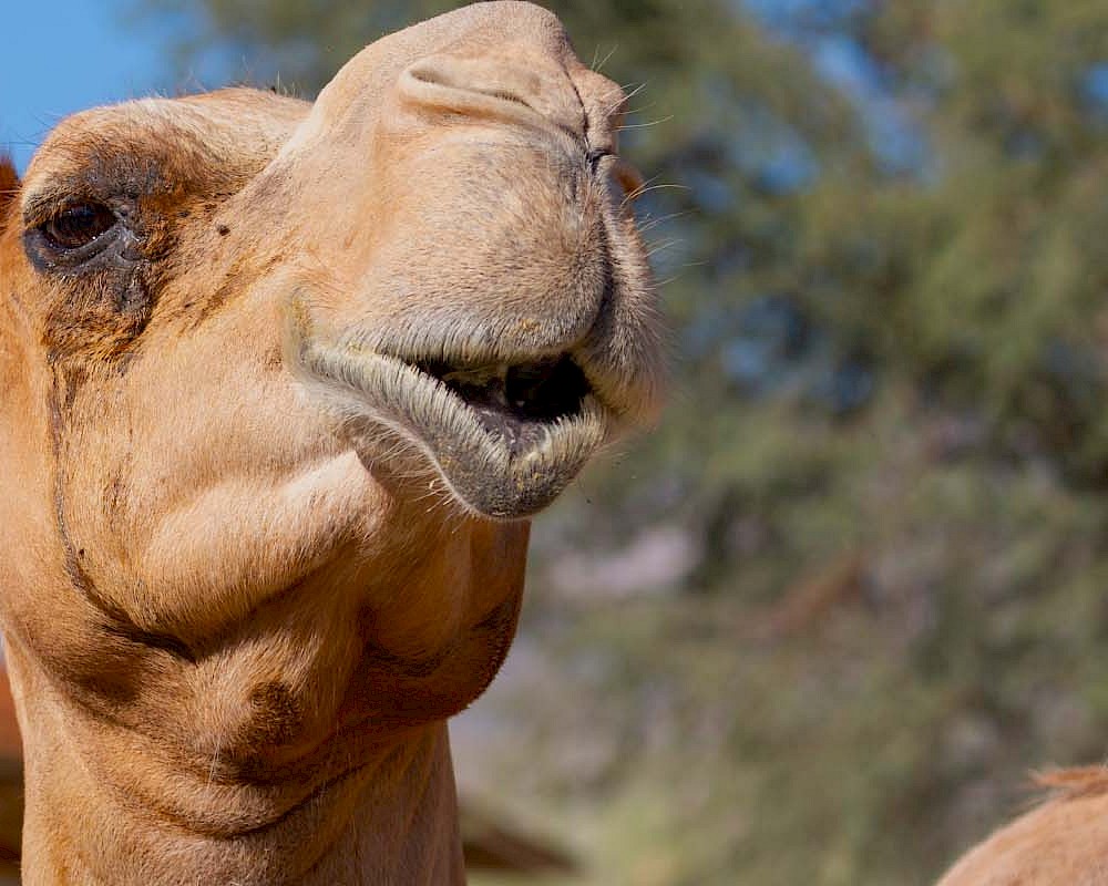 do camels really spit at people when they are threatened or provoked