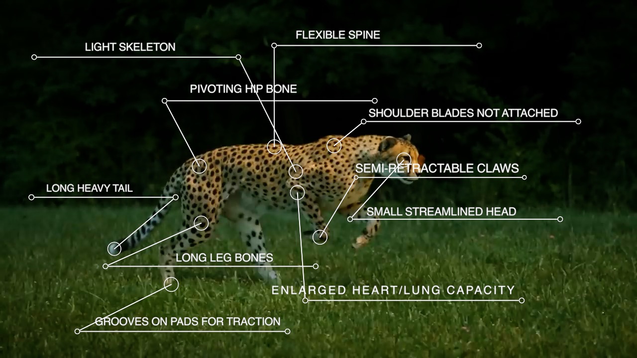 do cheetahs have retractable claws and do all cats have retractable claws