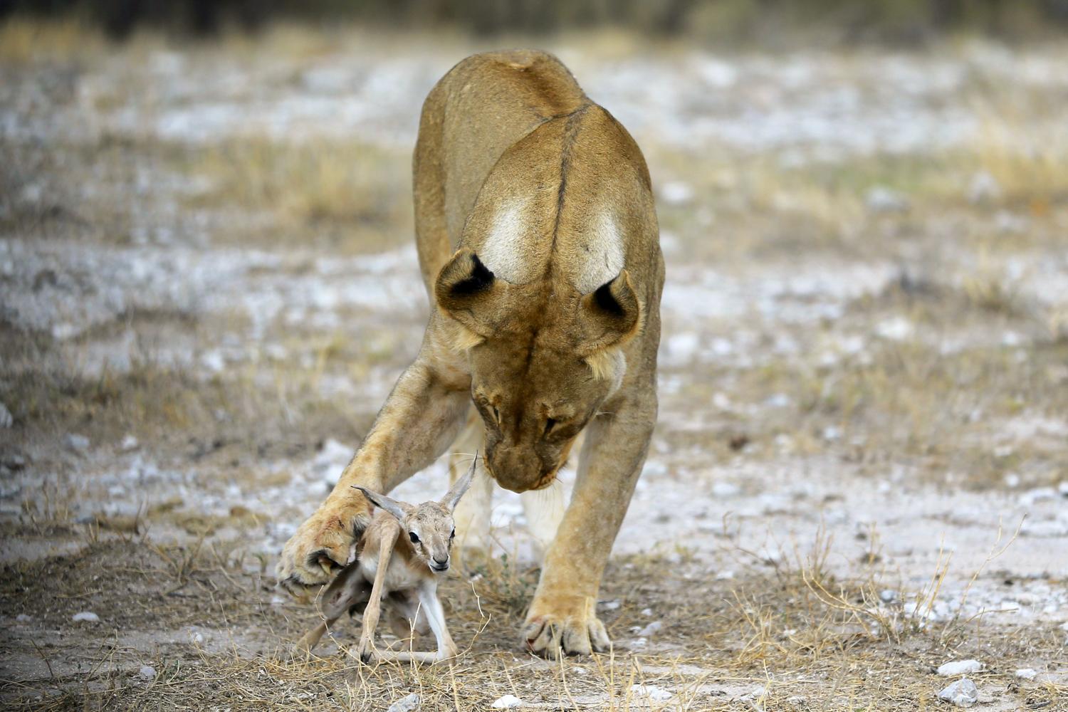 do female lions adopt cubs from any other lionesses and other prides
