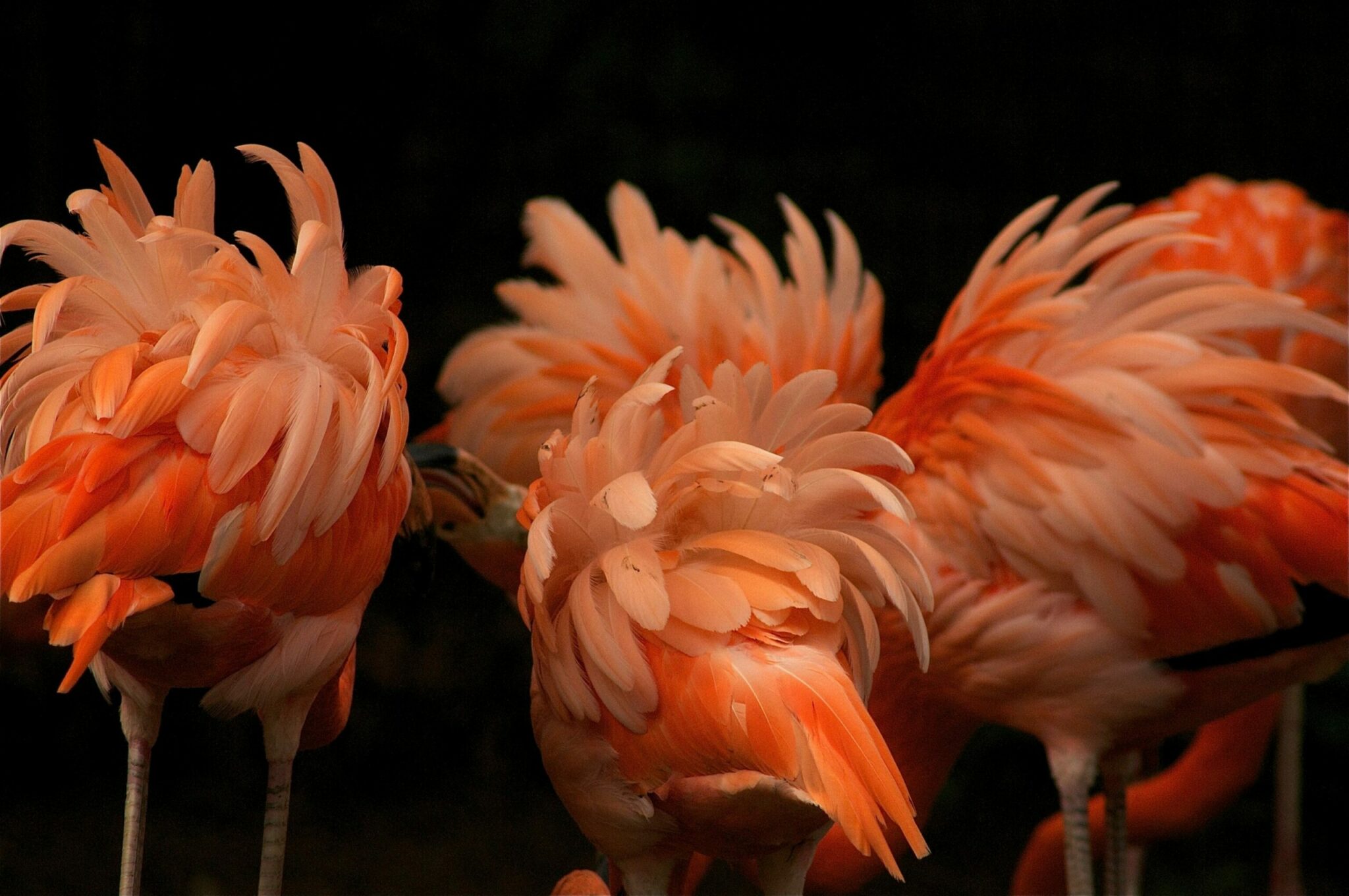 do flamingos come in different colors besides pink