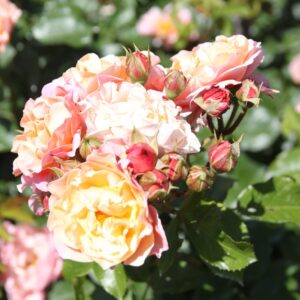 history of roses