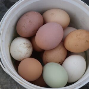 how are brown eggs healthier than white eggs and which chicken lays blue green and spotted eggs