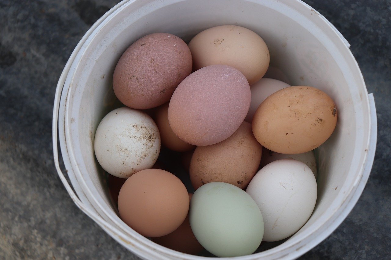 how are brown eggs healthier than white eggs and which chicken lays blue green and spotted eggs