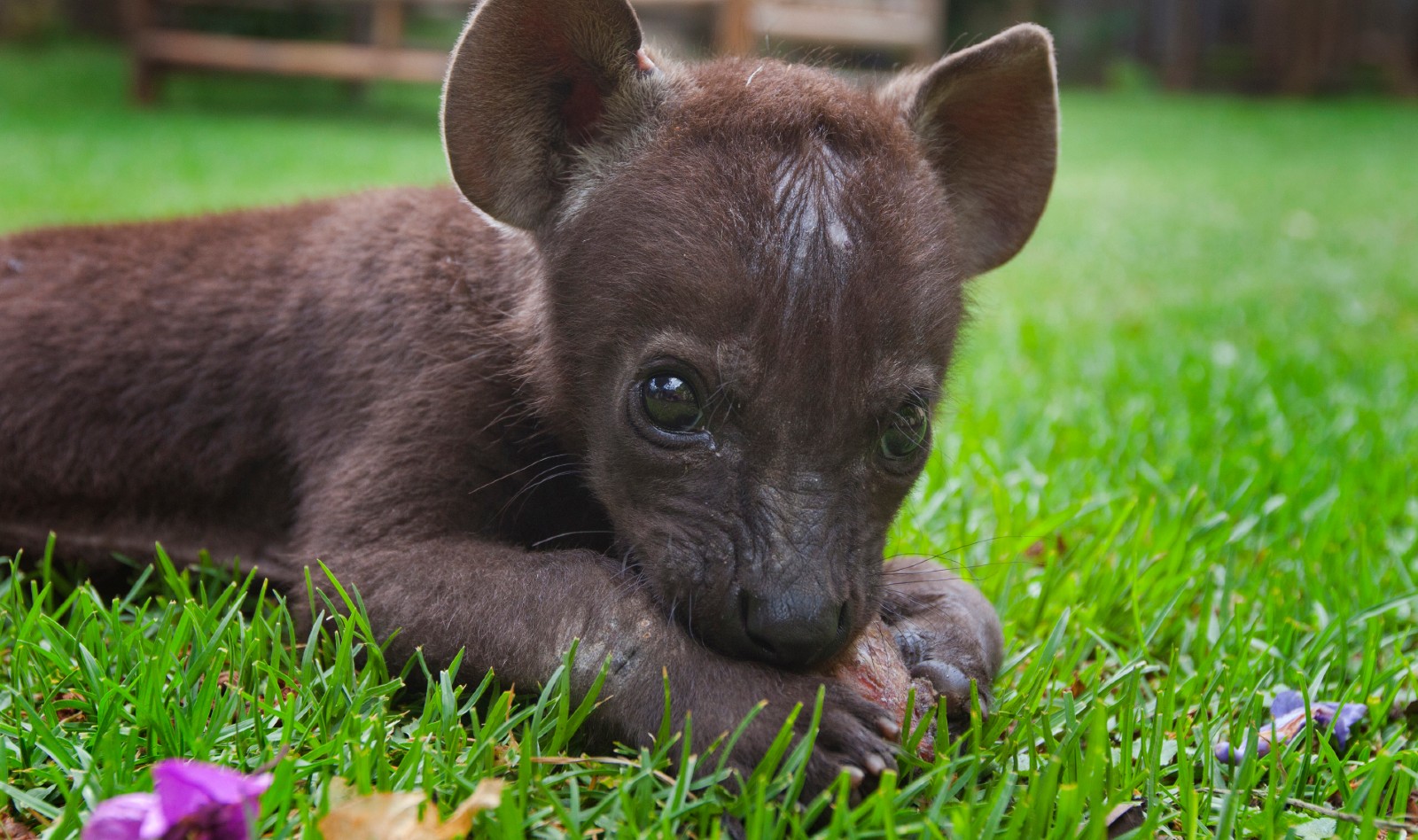 how closely related are the domestic dog and the hyena and how are they different