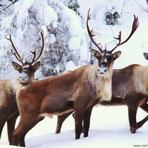 how did caribou get its name and what does it mean in native indian