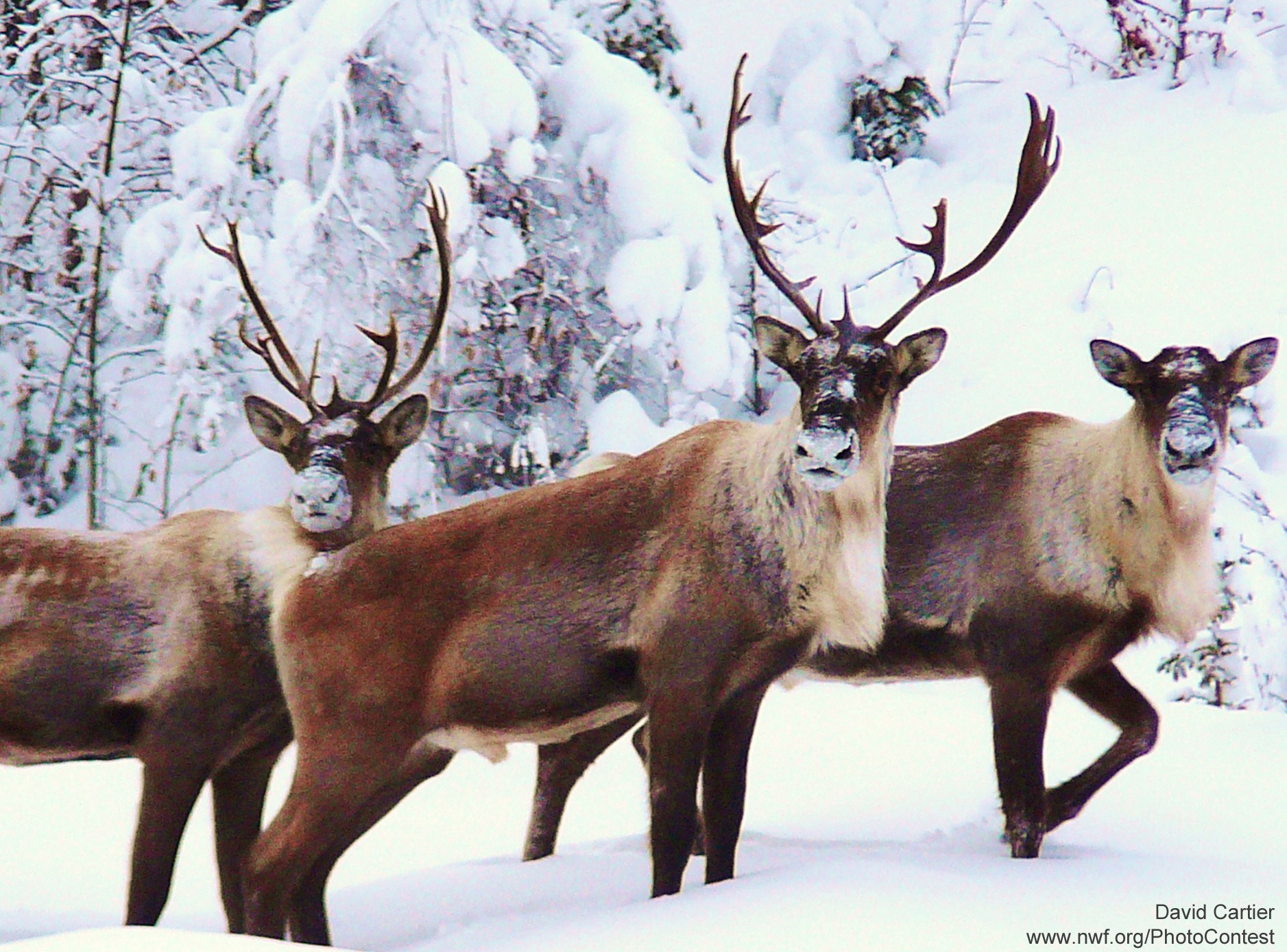 how did caribou get its name and what does it mean in native indian