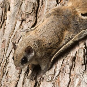how did flying squirrels get their name and how far can a flying squirrel fly