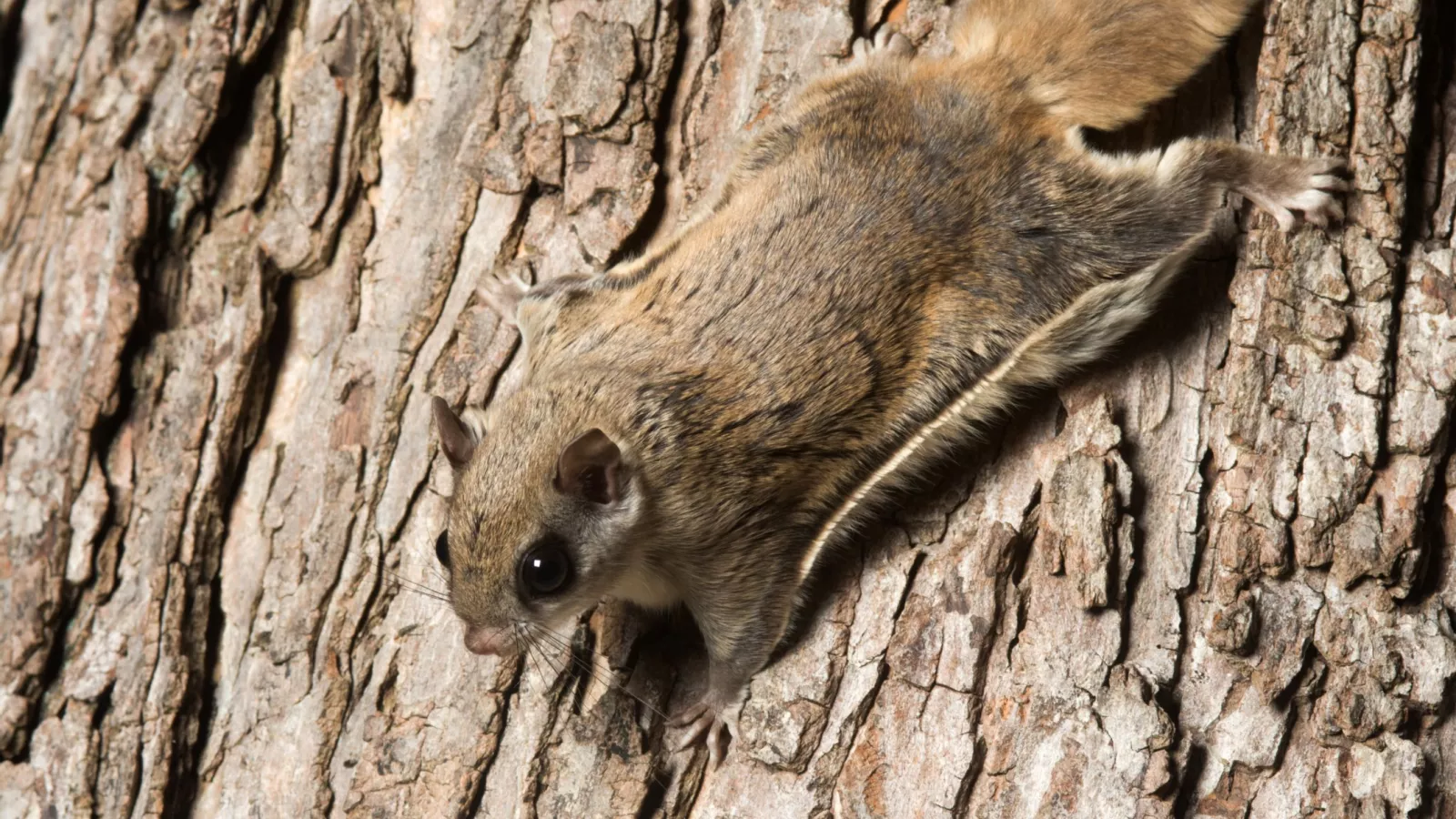 how did flying squirrels get their name and how far can a flying squirrel fly