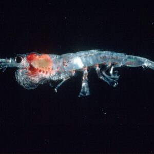 how did krill get its name what does krill mean in norwegian and why is it a healthy ocean food source