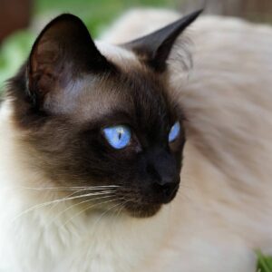 how did siamese cats get their name and when did they first come to america from siam