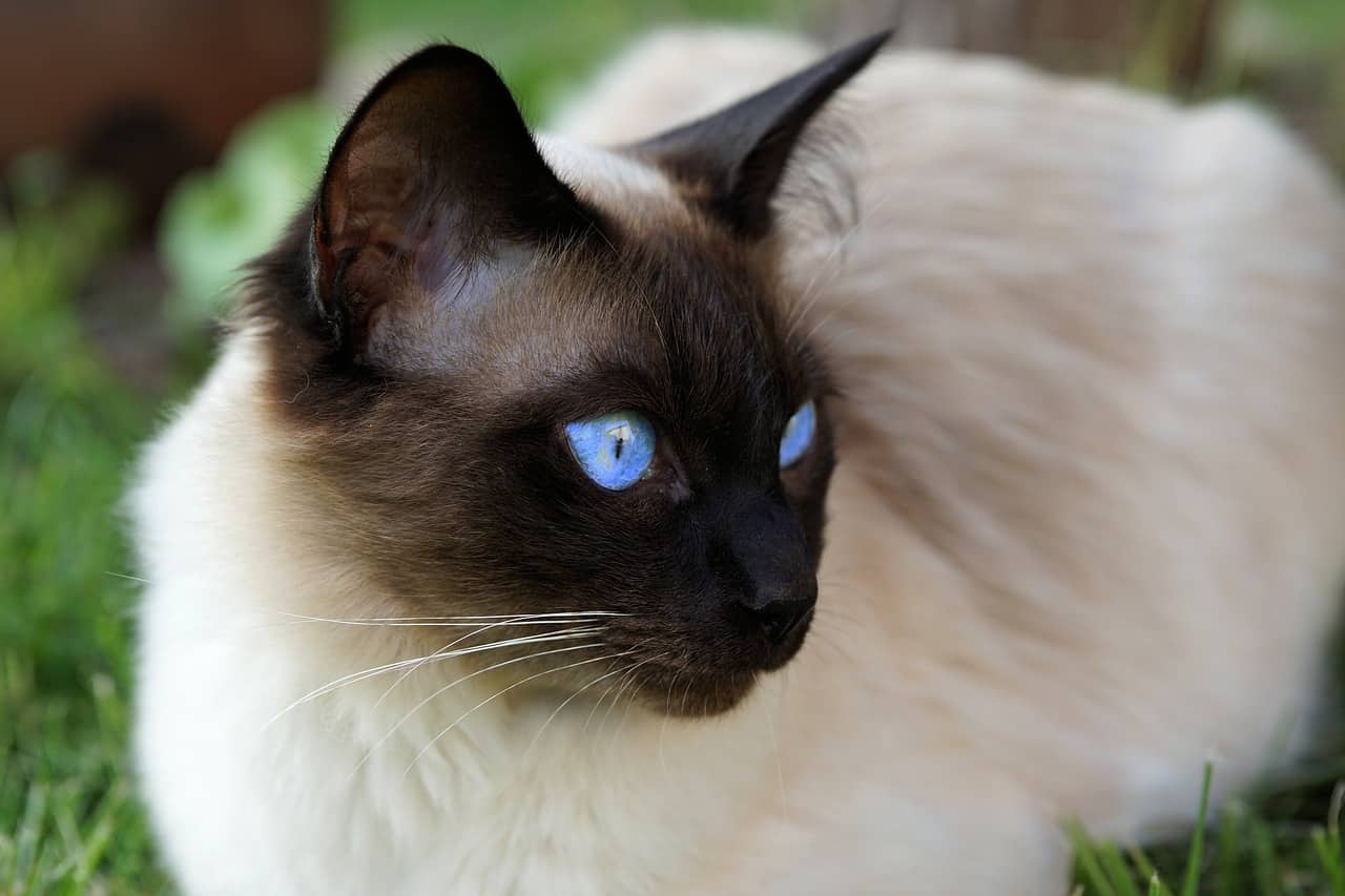 how did siamese cats get their name and when did they first come to america from siam