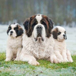 how did st bernard dogs help save lives in the swiss alps and how did the rescue dog get its name