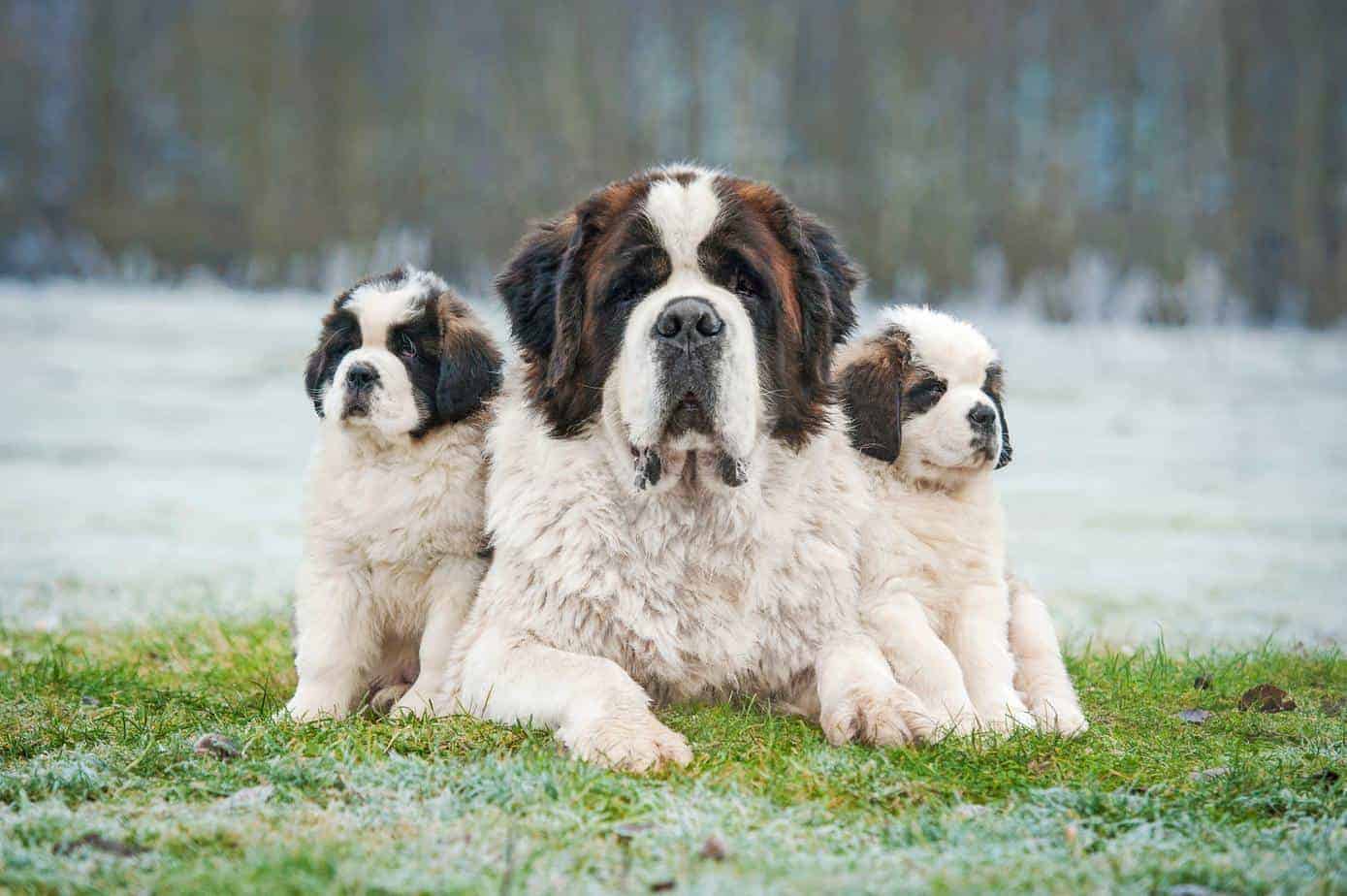 how did st bernard dogs help save lives in the swiss alps and how did the rescue dog get its name