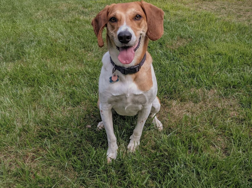 american foxhound how did it get its name