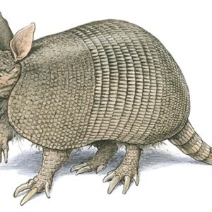 how did the armadillo get its name and what does armadillo mean in spanish
