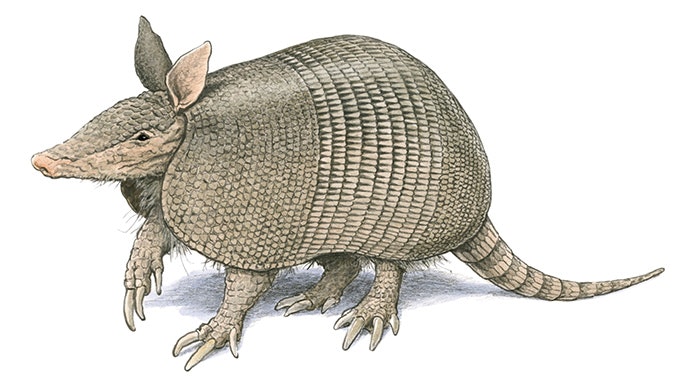 how did the armadillo get its name and what does armadillo mean in spanish