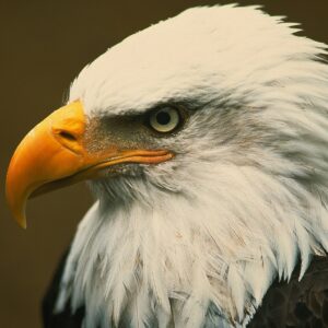 how did the bald eagle become the national symbol of the united states