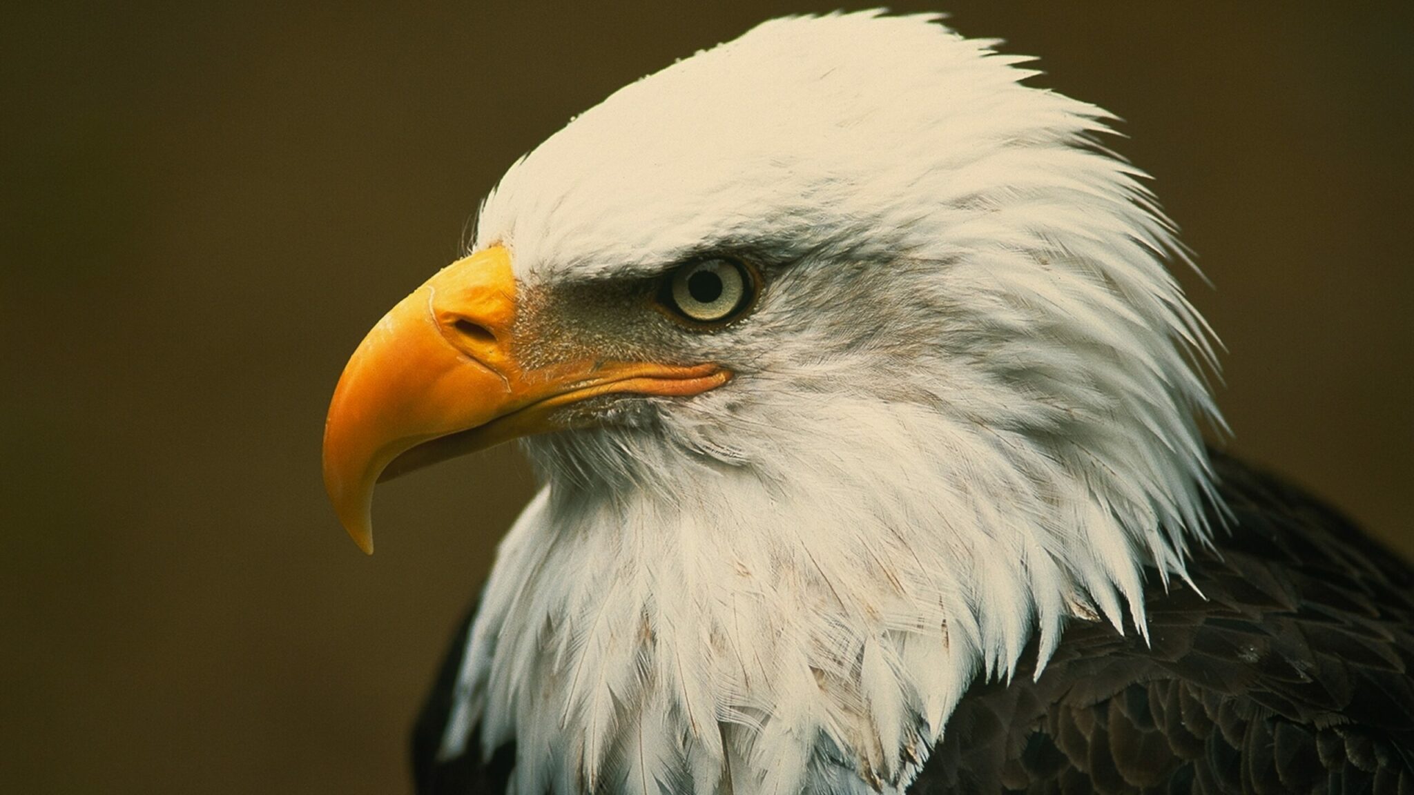 how did the bald eagle become the national symbol of the united states