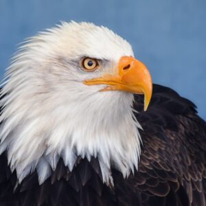 how did the bald eagle get its name and are bald eagles really bald