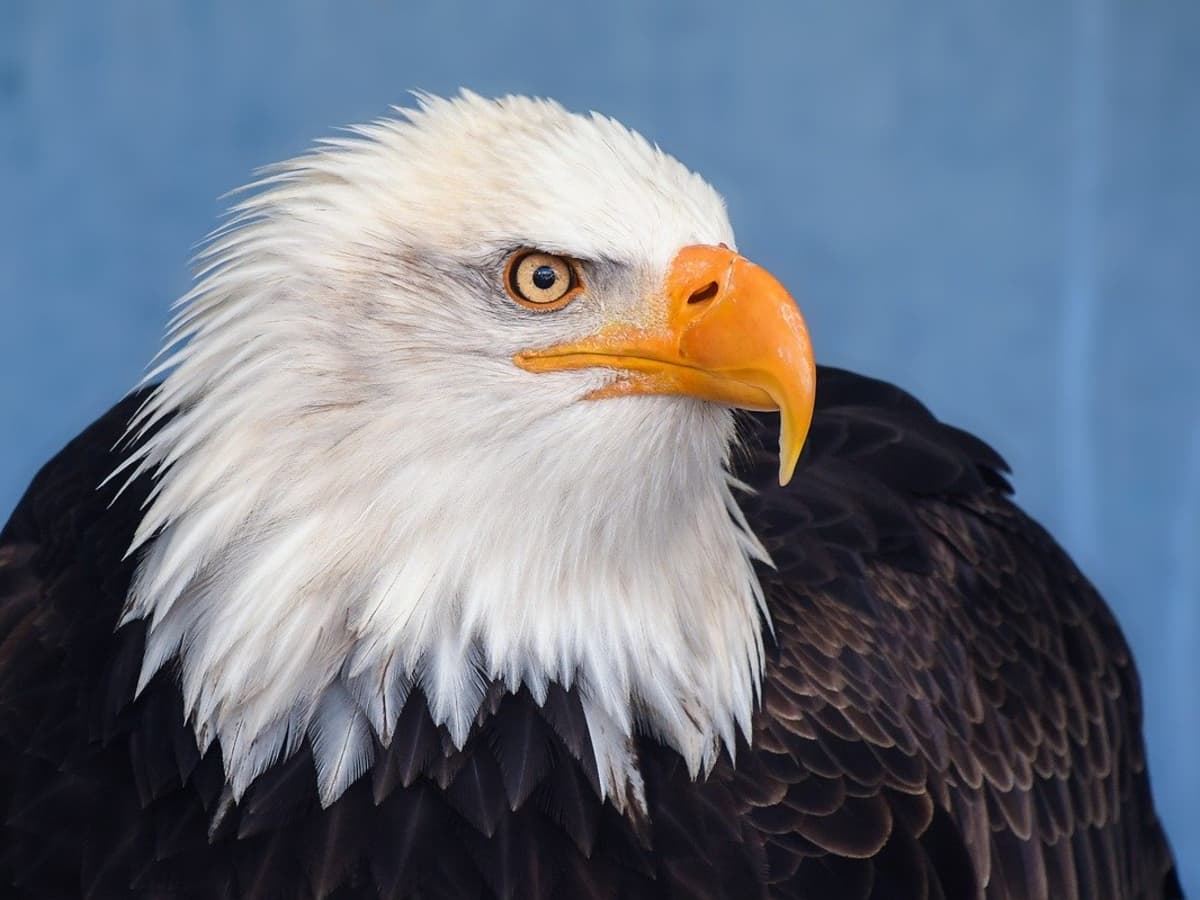 how did the bald eagle get its name and are bald eagles really bald