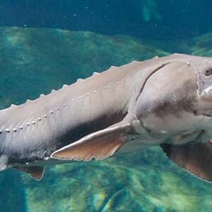 how did the beluga sturgeon get its name what does it mean in russian and what is beluga caviar