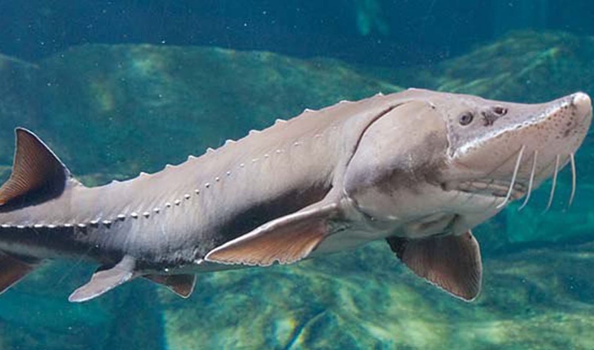 how did the beluga sturgeon get its name what does it mean in russian and what is beluga caviar