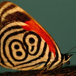 how did the butterfly get its name and what does it mean in old english and ancient greek
