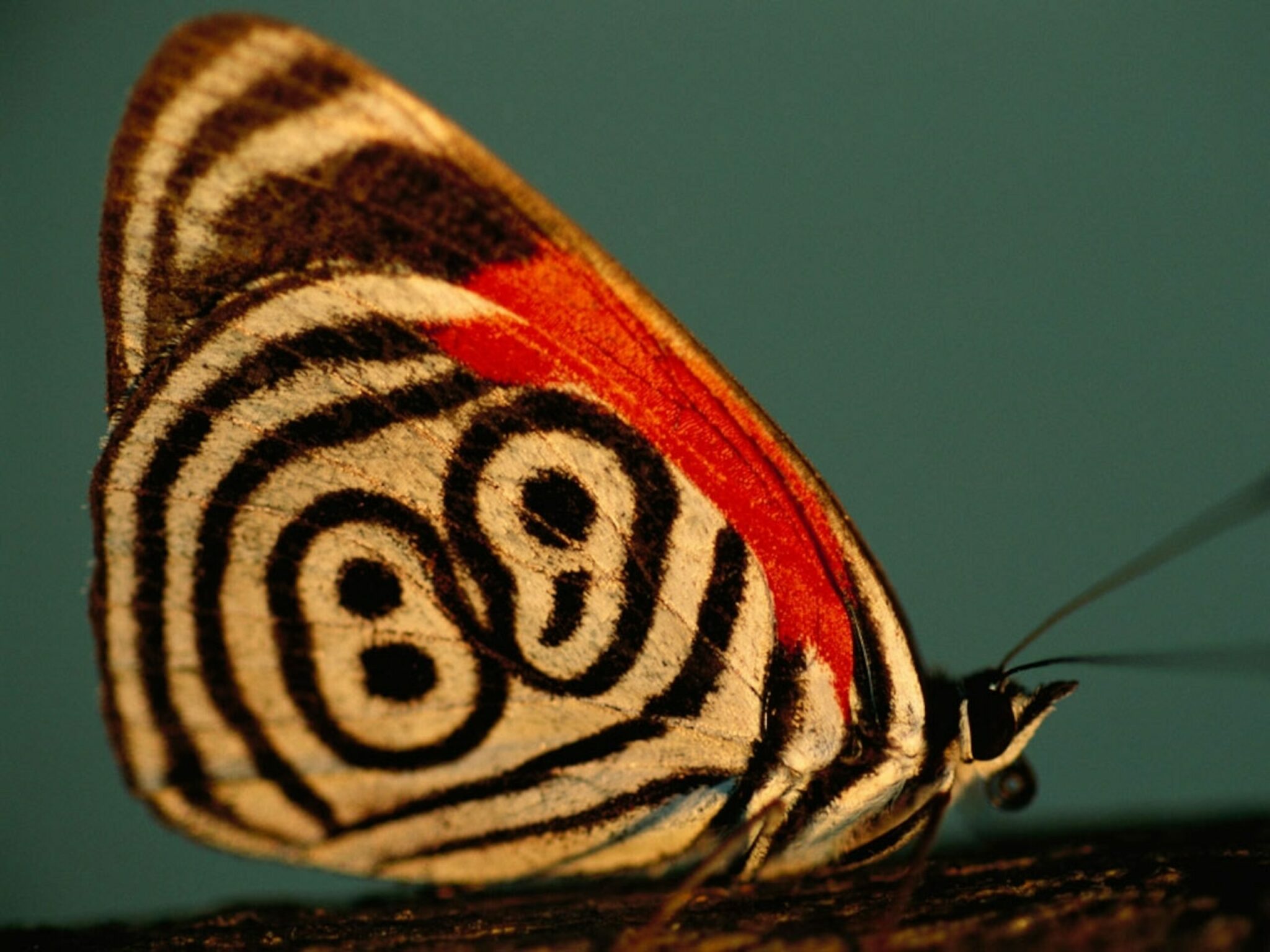 how did the butterfly get its name and what does it mean in old english and ancient greek